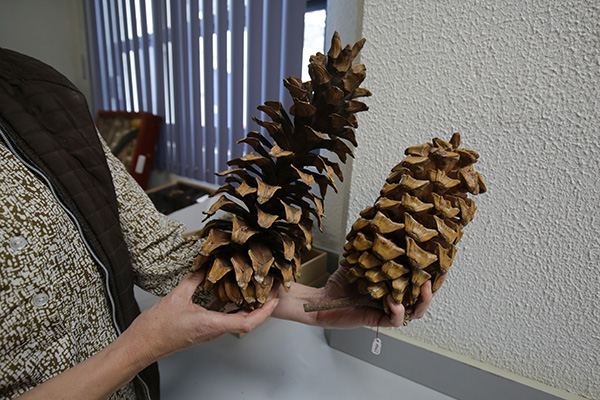 Herbarios, guardianes de la biodiversidad vegetal 6