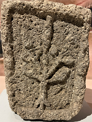 El arcoíris del maíz: más allá del alimento, su riqueza y sus beneficios en la salud 7