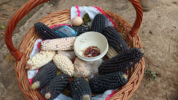 El arcoíris del maíz: más allá del alimento, su riqueza y sus beneficios en la salud 8